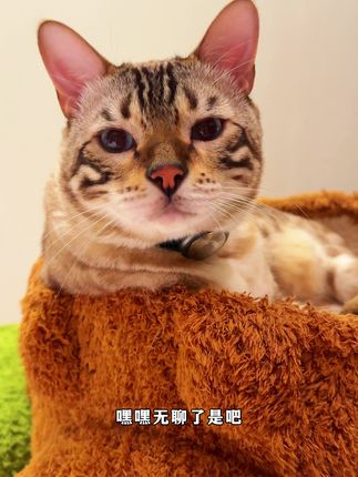 小锋小志的猫咪小院