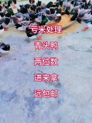 #这才是地三鲜的正确打开方式 #生态散养土鸡 #快来一起尝个鲜 #青头鸭 #三农养殖