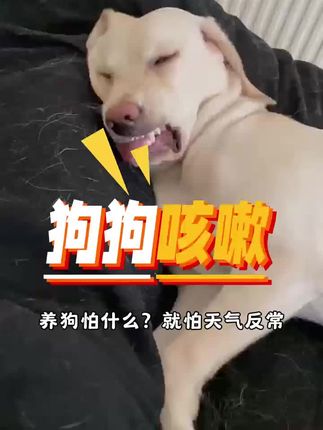 狗狗突然咳嗽怎么办#狗狗咳嗽 #狗狗感冒  #狗狗呼吸道感染 #狗狗流鼻涕 #狗狗肺炎