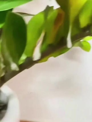 金钱树营养液专用肥防黄叶落叶烂根金钱树一喷绿生根促开花免稀释