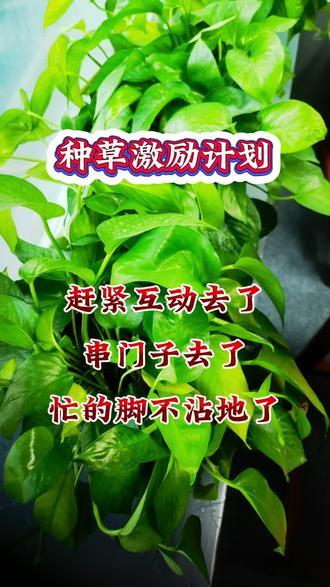 种草激励计划:绿萝互动大揭秘 揭秘种草激励计划,分享绿萝相关互动玩法,别错过!