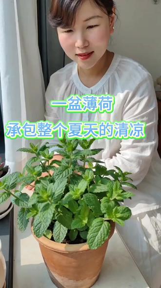 养盆薄荷吧好看还能吃#薄荷种植 #养花小知识 #分享养花小技巧