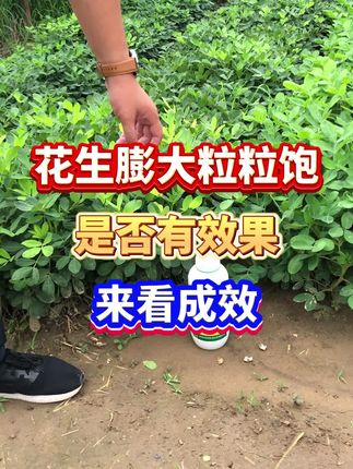 #花生种植 #花生高产 #增产增收