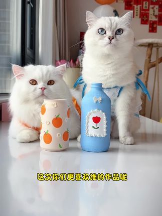 小西米是只淘气喵