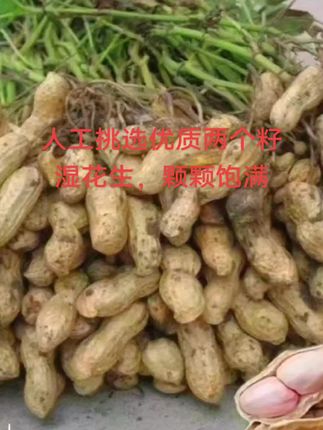 现摘现发货,人工挑选,粒粒饱满,精品湿花生