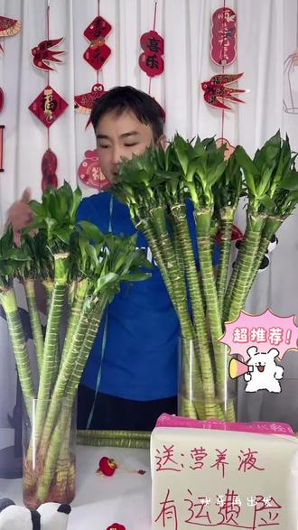 文昌竹龙竹客厅招内盆栽花卉鲜花绿植富贵竹水培#文昌竹 #鲜花绿植 #水培绿植 #客厅绿植 #龙竹 @DOU+小助手 @DOU+上热门