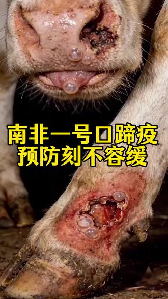 南非一号口蹄疫,该用什么消毒剂消毒呢 #圈舍消毒#南非一号口蹄疫#牛场消毒@抖音小助手 @抖音作者助手