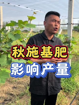 秋施基肥 关乎到下一年的产量#秋施基肥#三农#农业#三农种植 #丰收丰产