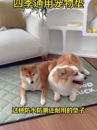 #宠物垫子#四季通用宠物窝 #宠物睡垫 #视频左下角小黄车下单