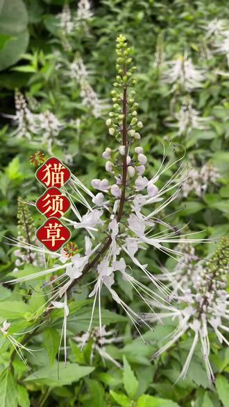 猫须草,它有什么用处呢? #肾茶 #猫须草