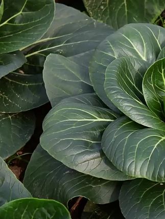 #三农 #农业种植 #蔬菜种子 #苏州青