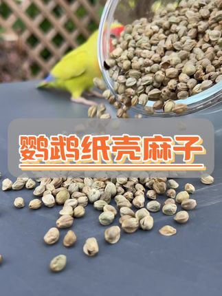 鹦鹉看到麻子,就像人们看到烤肉炸鸡 #萌宠出道计划 #萌宠 #鹦鹉小白 #鹦鹉日常 #鹦鹉鹦鹉萌萌哒逗鹦鹉