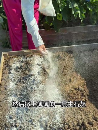 #生石灰粉#种菜养花