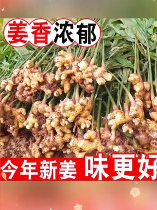 刚挖的嫩姜脆嫩爽口,表皮光滑得能掐出汁水。做泡姜再合适不过了#姜 #小黄姜 #新姜
