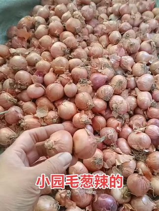 #毛葱