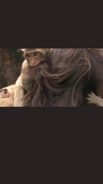 被供奉的“神”,荒岛当“野王” 一边坐享人类供奉,用头发优雅剔牙。另一边荒野求生,用石头敲开海鲜盛宴。同一个物种,活出了开挂的两种人生。#动物世界 #逆袭 #生存智慧