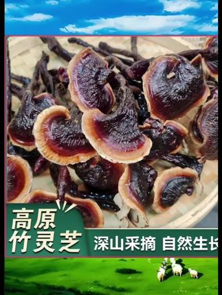 #竹灵芝 #灵芝 #煲汤 【云南特产】高原下山货竹灵芝 助农山货竹灵芝 煲汤煮茶滋补营养#泡酒好材料 #助力三农