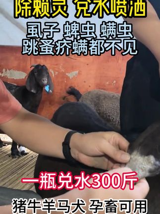 牛羊身上喷一喷,各种寄生虫都不见 #牛羊驱虫#除赖灵#畜牧养殖#畜牧养殖厂家