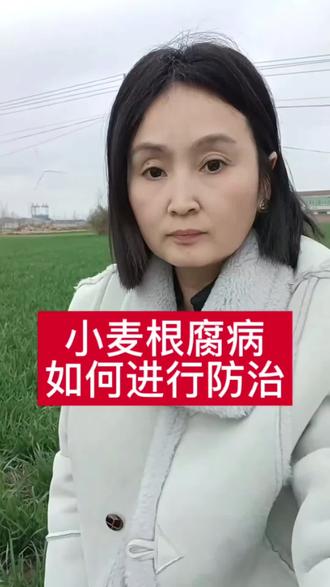 晚播小麦田间发生根腐病如何进行防治#农心小麦故事#小麦高产#三农