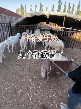 #三农#养羊#养殖