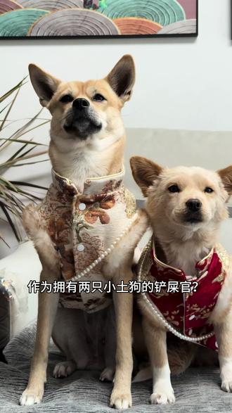 作为拥有两只小土狗的人,被问到最多的就是小土狗好不好养? #养宠知识 #宠物知识 #田园犬 #佑多萌萌小畅益生菌6+#萌小畅益生菌