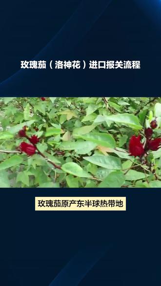 玫瑰花也叫洛神花,你知道吧 玫瑰花进口攻略#玫瑰花进口攻