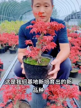 盆栽日本红枫树苗阳台客厅庭院南方北方种植盆景苗
