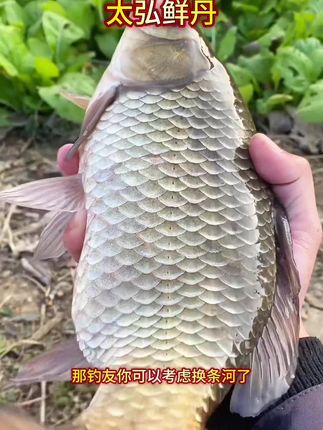 用这款饵料你还钓不到鱼,那钓友你可以考虑换条河了#太弘鲜丹 #钓鲤鱼 #钓鲫鱼 #钓鱼饵料 #大板鲫