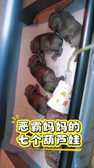 狗妈妈拼娃力拉满,剖腹顺利凑齐七小葫芦娃 狗妈妈一胎怀七娃!选择剖腹产,一口气平安生下七只幼崽。母子全部安康,一窝萌崽挤在一起,铲屎官喜提大家庭。#恶霸犬 #狗狗怀孕 #被选择的铲屎官 #沈阳宠物医院 #沈阳宠物医生 @瑞派宠物医院
