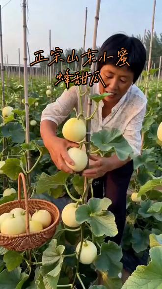 山东头茬小蜜蜂甜瓜!爆甜爆汁现摘现发,顺丰包邮🔥#应季水果#香瓜甜瓜 #脆甜多汁 #大人孩子都爱吃 #快来一起尝个鲜