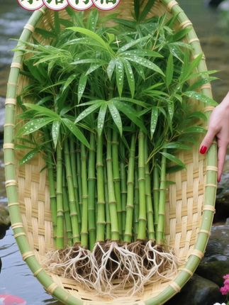 办公桌面该添点鲜活气啦!水培竹柏简直是为打工人量身定做的办公室绿植——根本不用费心记着浇水,倒点清水就能养得郁郁葱葱。叶片小巧精致,阳光洒下来时,桌面上的光影晃动着格外治愈,工作累了抬眼瞧瞧,眼睛都能舒缓不少。  它一点不挑环境,哪怕是背光的角落也能扎根生长,完全不用担心理不好。透明玻璃瓶配着翠绿枝叶,摆在桌上简约又显格调~#水培竹柏 #四季常青 #懒人绿植 #家居绿植装饰 #净化空气