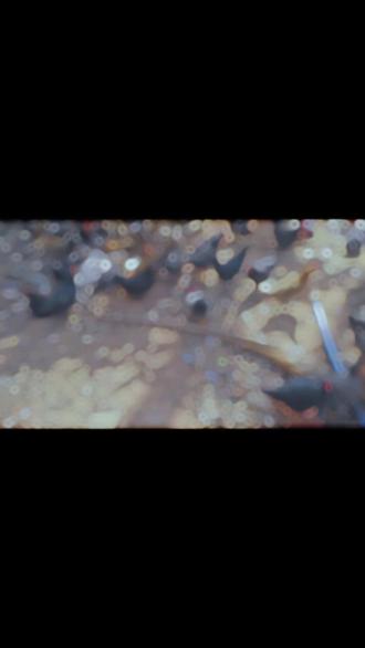 不再拖延#听歌 丢雷楼母