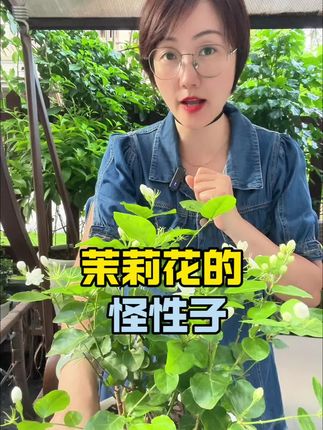 茉莉花难养是因为他嘴太刁,做好这一步开花一茬接一茬#养花小知识 #绿植盆栽 #花卉绿植 #家庭种植 #茉莉