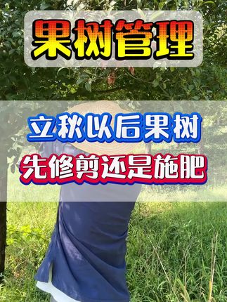 立秋以后果树是先修剪还是先施肥#果树施肥#秋施基肥#果树管理#果树种植技术#花芽分化