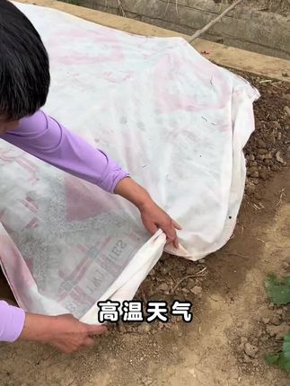 #稻谷壳 #种菜 #土壤改良 #家庭种植 #种植小技巧