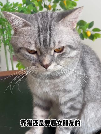 趁现在有活动,养猫人可以放心囤#伯纳天纯酥化粮