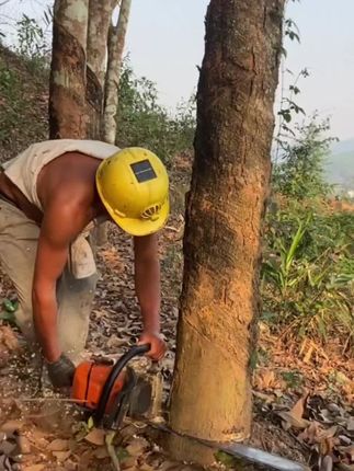 #油锯#伐木#锯木头#高性能实用工具 #园林工具