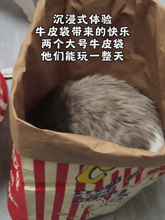 #猫咪解闷玩具 #萌宠好物 #猫咪日常 #新手养猫