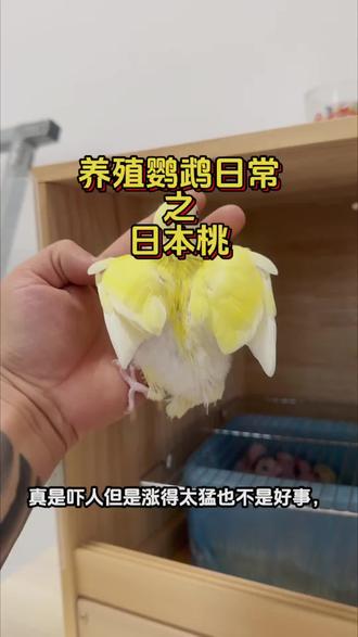 日本桃你们养了多少对?#手养牡丹鹦鹉 #副业养鸟 #日本桃牡丹鹦鹉 #养殖鹦鹉日常 #鹦鹉繁殖