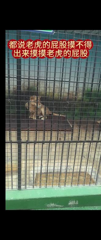 #上热门“老虎的屁股摸不得”到时候看看老虎的屁股大爱到底可以摸吗。
生物学角度
- 生理构造:老虎的尾巴与屁股相连处神经丰富且敏感,若被触碰可能引起老虎疼痛或不适,导致它出于本能地做出防御或攻击反应。
- 防御本能:老虎作为掠食者,在野外环境中时刻保持警惕以防潜在威胁。屁股是其身体较为薄弱的部位之一,当有物体靠近时,老虎会将其视为危险,进而发动攻击以保护自己。
文化角度
- 象征意义:老虎在文化中常象征着强大、威严和不可侵犯。“老虎的屁股摸不得”用来比喻那些地位高、权力大或性格强势的人,不能轻易招惹或冒犯,否则会带来严重后果。
- 警示作用:这句俗语也作为一种警示,提醒人们在与他人交往或处理事情时,要注意分寸和界限,识别并尊重他人的底线,避免因鲁莽或无知而引发冲突或麻烦。#亲子游玩好去处 #百兽之王老虎 #野生东北虎 #孟加拉虎