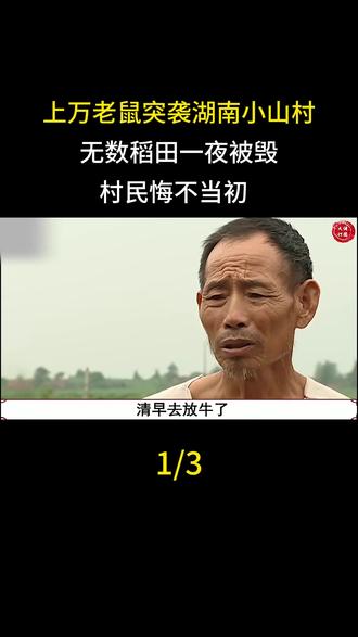 上万老鼠突袭湖南小山村,无数稻田一夜被毁,村民悔不当初