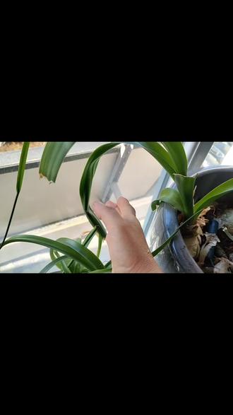 不要太在意别人的认可,而把自己弄丢了。过好当下每一天,定是好结果#学会释然 #治愈自己 #肺癌#虎眼万年青