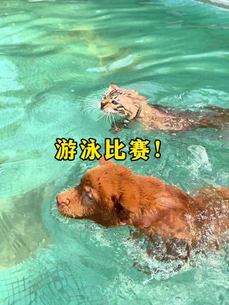 小锋小志的猫咪小院