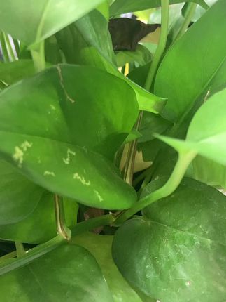 【无夹心法式薄饼】鸡蛋薄脆奶香醇厚营养健康酥脆美味童年味道零食 #薄饼 #鸡蛋薄饼#鸡蛋薄脆 #酥脆薄饼 #薄饼零食