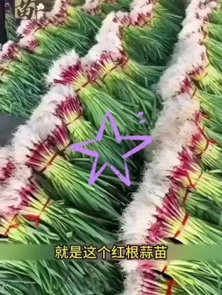 【紫根蒜苗种子】家庭阳台小院盆栽地栽#四季种植