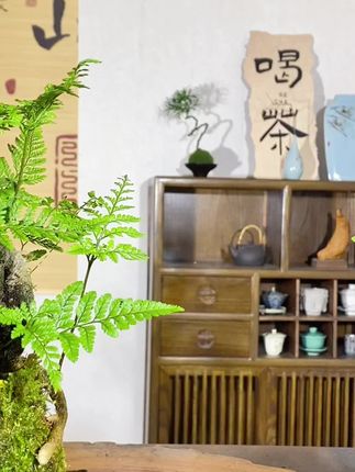 游龙罗汉山苔藓球绿植 #园艺 #绿植园艺 #景观盆栽 #老桩盆景