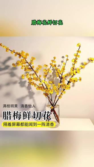 腊梅鲜切花干枝腊梅水培植物耐寒遇水开花花束客厅摆设浓香型蜡梅 #腊梅 #年宵花 #腊梅飘香 #花卉绿植 #庭院花卉 😜亲爱的朋友们,快来感受一下鲜枝腊梅花的独特魅力 鲜枝腊梅花 宛如冬日里的精灵,它的花香清幽而持久,将鲜枝腊梅花带回家,无论是插在花瓶中作为装饰,还是送给亲朋好友表达心意,都能带来一份别样的温馨与美好
