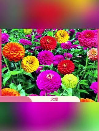 #百日草种子 #四季花开 #适合庭院室外花卉种子 #好看的花一定要分享给你 #爱生活爱养花