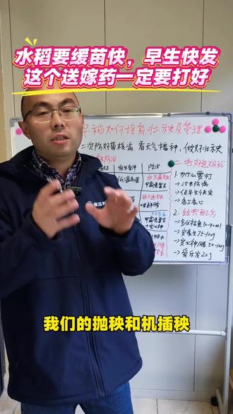 水稻要育好秧,这个送嫁药一定要重视#拜耳丰收达人##拜耳靓可丰 #水稻抗逆防病黄叶少 #送嫁药#育秧