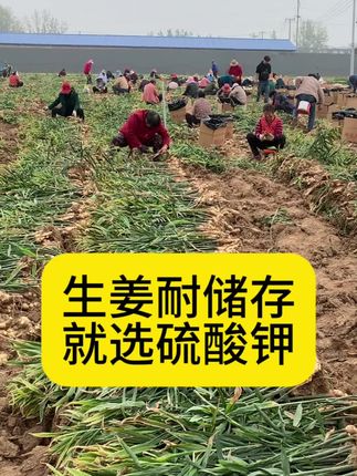 生姜耐储存,就冲硫酸钾,膨大增产提品质提产量!#阳帆甄选硫酸钾 #大姜高产 #生姜膨大 #硫酸钾 #高钾肥